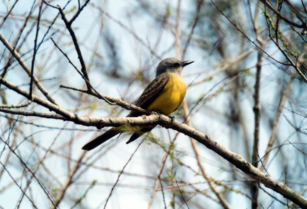 Kingbird, Couch's, Sable Palm Sanctuary, TX, 2-03, B08P85I02.jpg - Couch's Kingbird